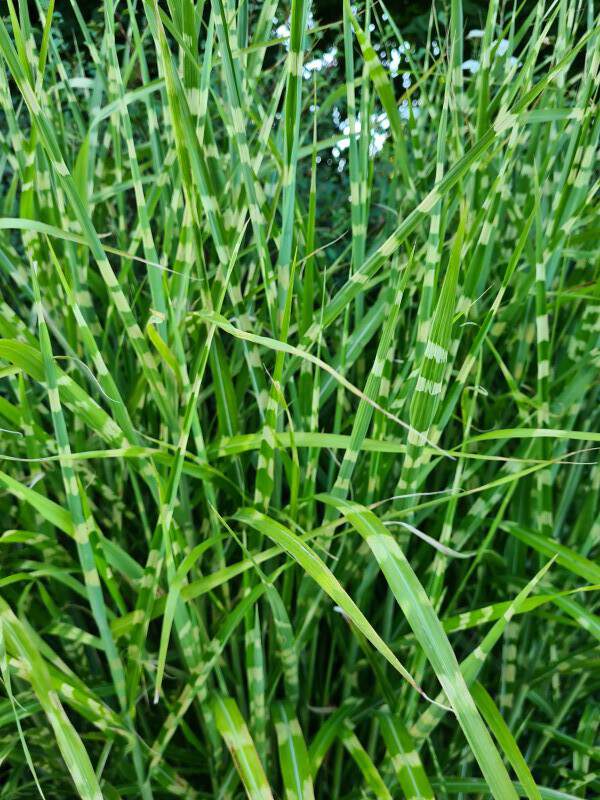 Eulalie - MISCANTHUS sinensis 'Zebrinus' - Graminées