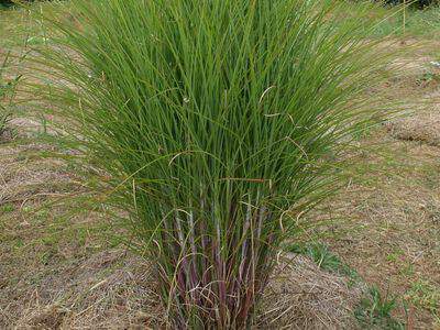 Eulalie - MISCANTHUS sinensis 'Gracillimus' - Graminées