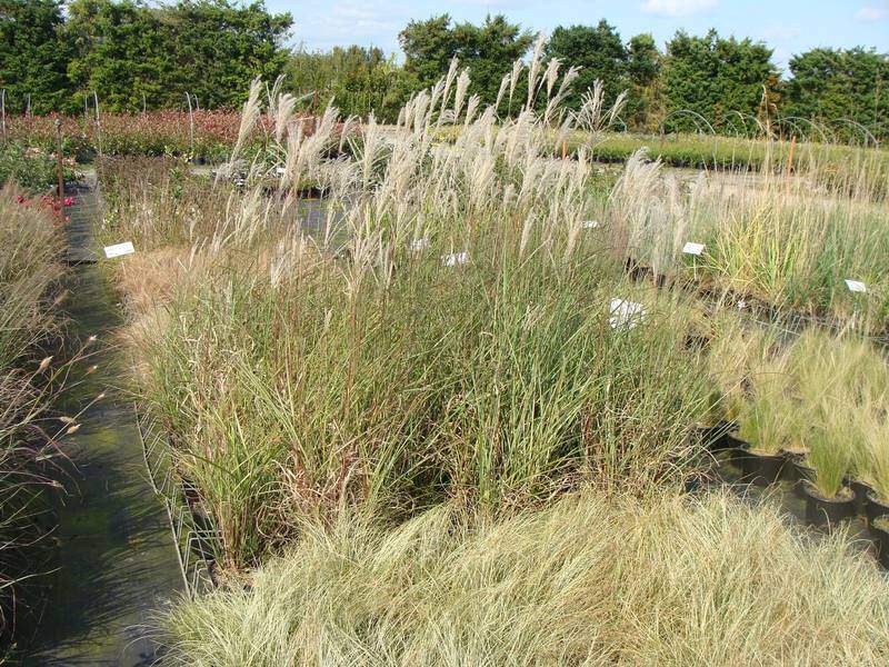 Roseau de Chine, Eulalie - MISCANTHUS sinensis 'Kleine Fontaine' - Graminées