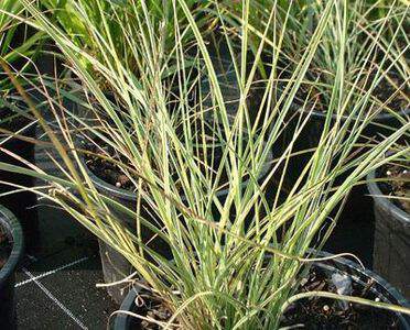 Eulalie - MISCANTHUS sinensis 'Morning Light' - Graminées