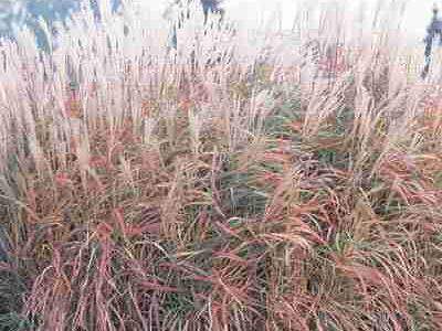 Eulalie pourpre - MISCANTHUS sinensis  'Purpureus' - Graminées