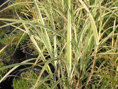 Eulalie - MISCANTHUS sinensis 'Variegatus' - Graminées