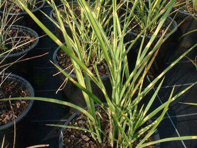 Eulalie - MISCANTHUS sinensis 'Strictus' - Graminées
