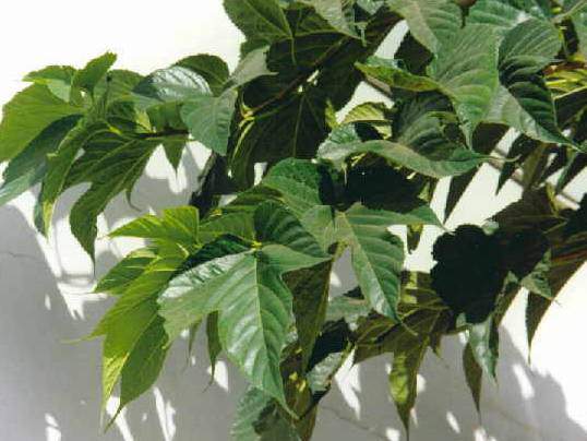 Murier à feuilles de platane - MORUS kagayamae - Petit arbre