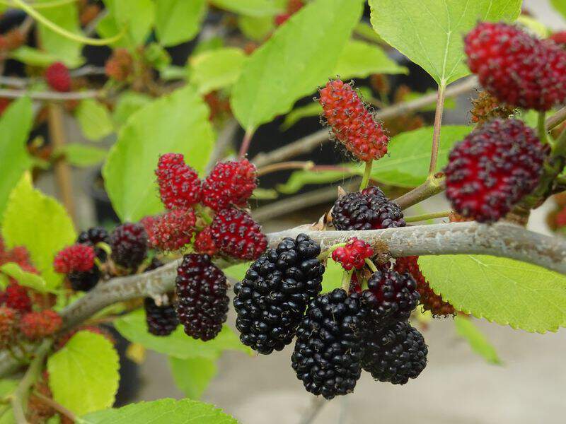 MORUS rotundifolia - MURIER nain 'Mojo Berry®' - Arbre fruitier