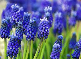 Muscari bleu - MUSCARI armeniacum - Bulbe