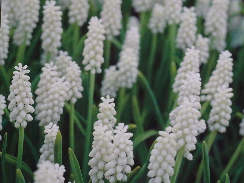 Muscari blanc - MUSCARI armeniacum 'Album' - Bulbe