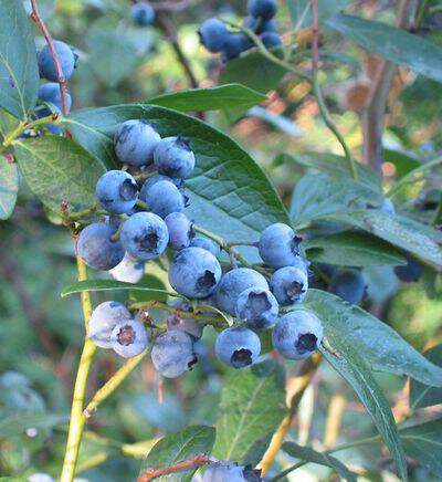 Vaccinium corymbosum - MYRTILLE 'Brigitta Blue' - Arbre fruitier