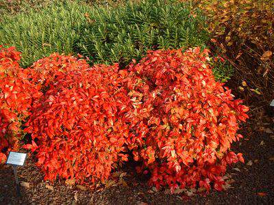 Bambou sacré nain - NANDINA domestica 'Fire power' - Arbuste