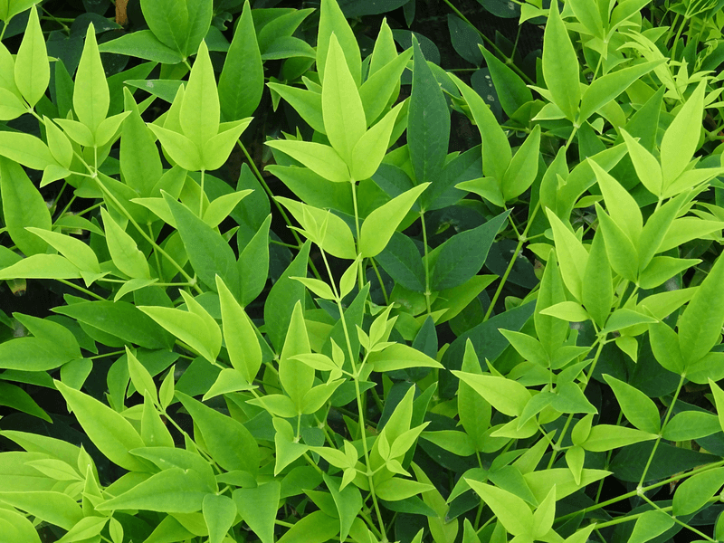 Bambou sacré Lemon-Lime - NANDINA domestica 'Magical® Lemon lime' - Arbuste