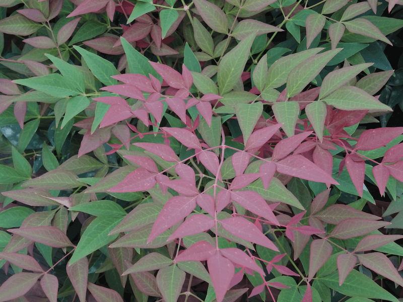 Bambou sacré nain - NANDINA domestica 'Obsessed®' - Arbuste