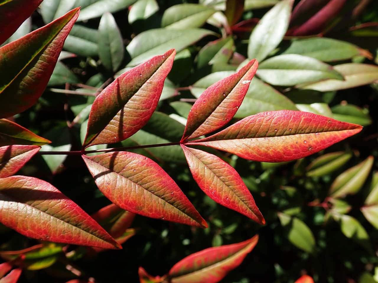 nandina feuilles secheresse-min