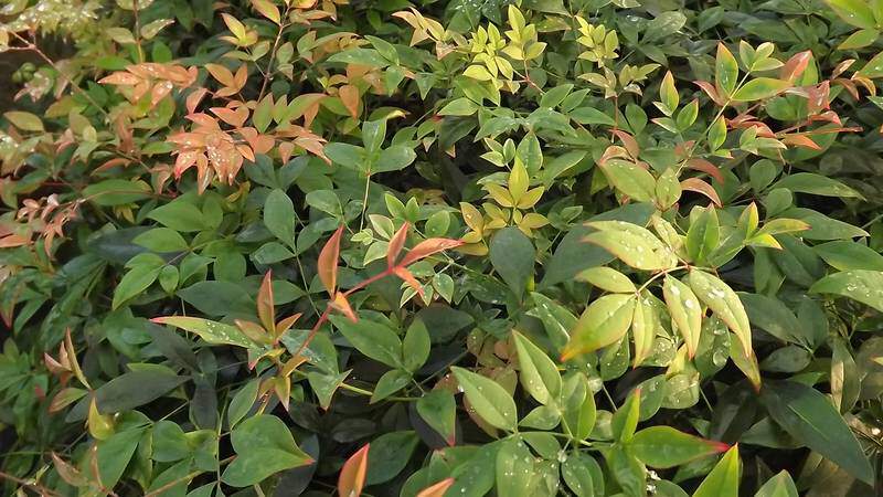 Bambou sacré nain - NANDINA domestica 'Gulf stream' - Arbuste