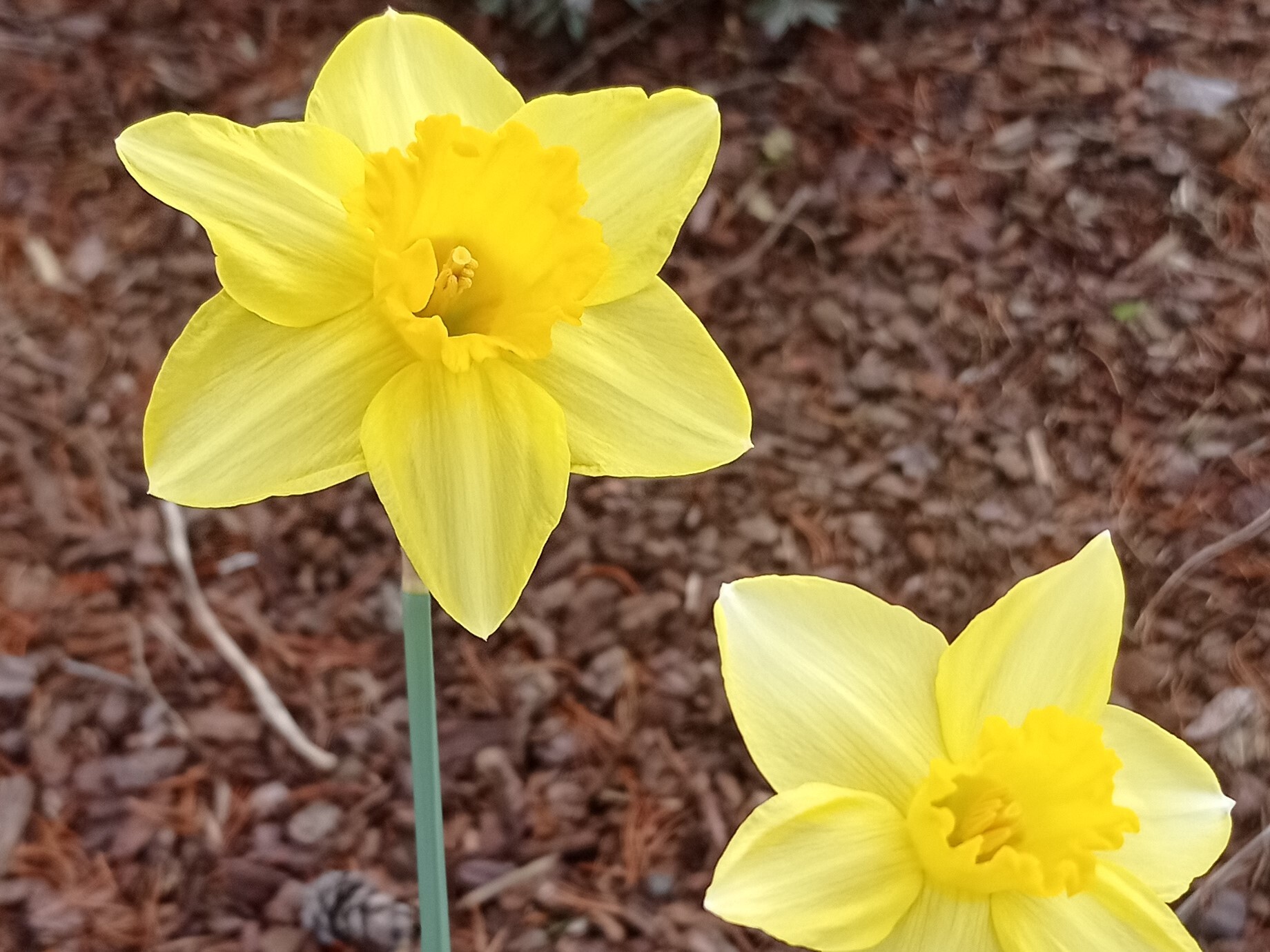 Narcisse - Narcisses à coupe large 'Carlton' - Bulbe