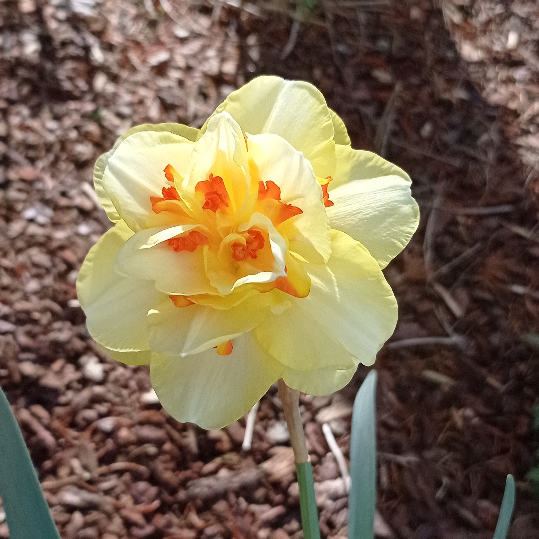 Narcisse - Narcisses doubles 'Tahiti' - Bulbe