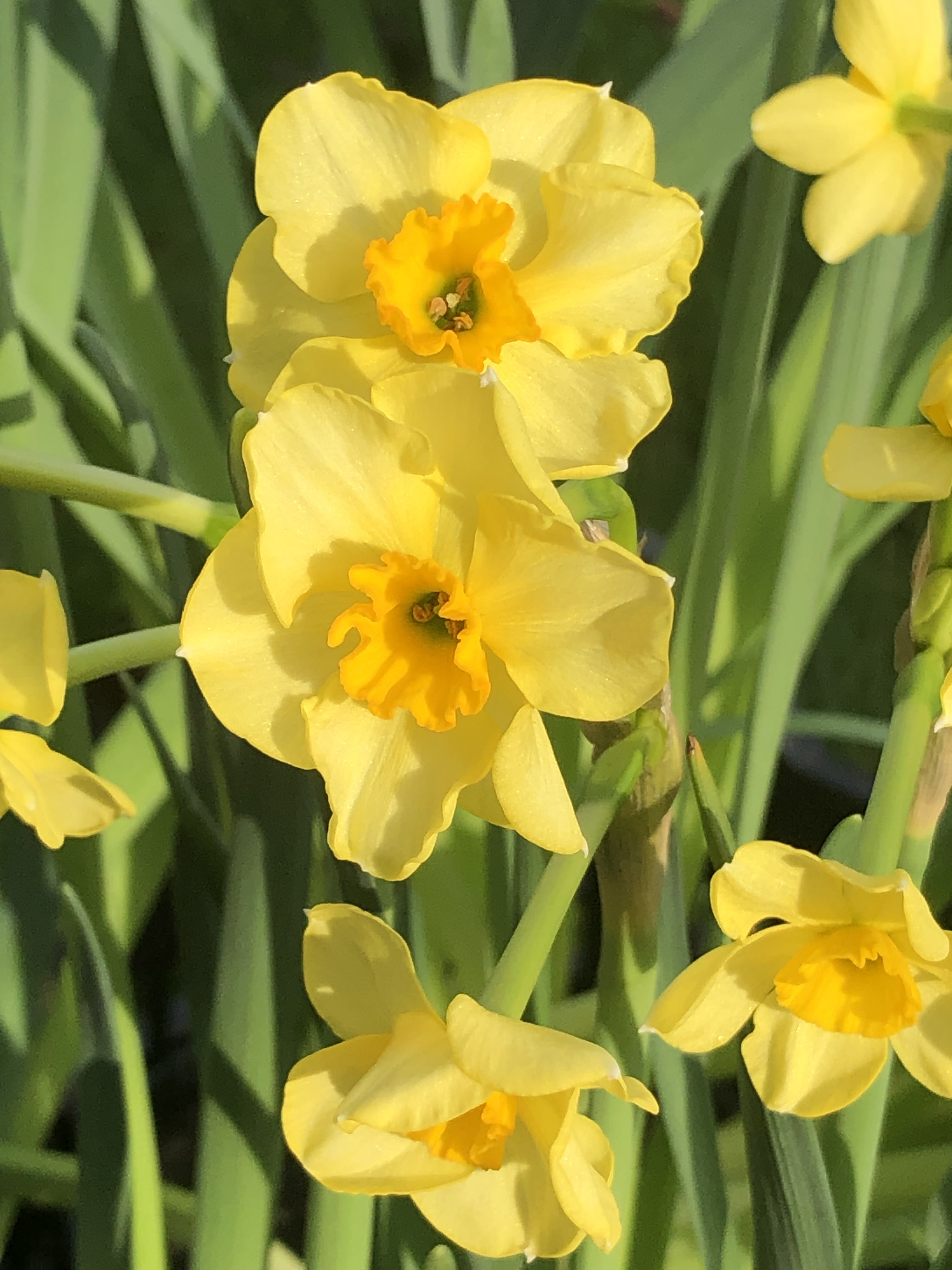 Jonquille des bois, jonquille odorante - Narcisses 'Golden Dawn' - Bulbe