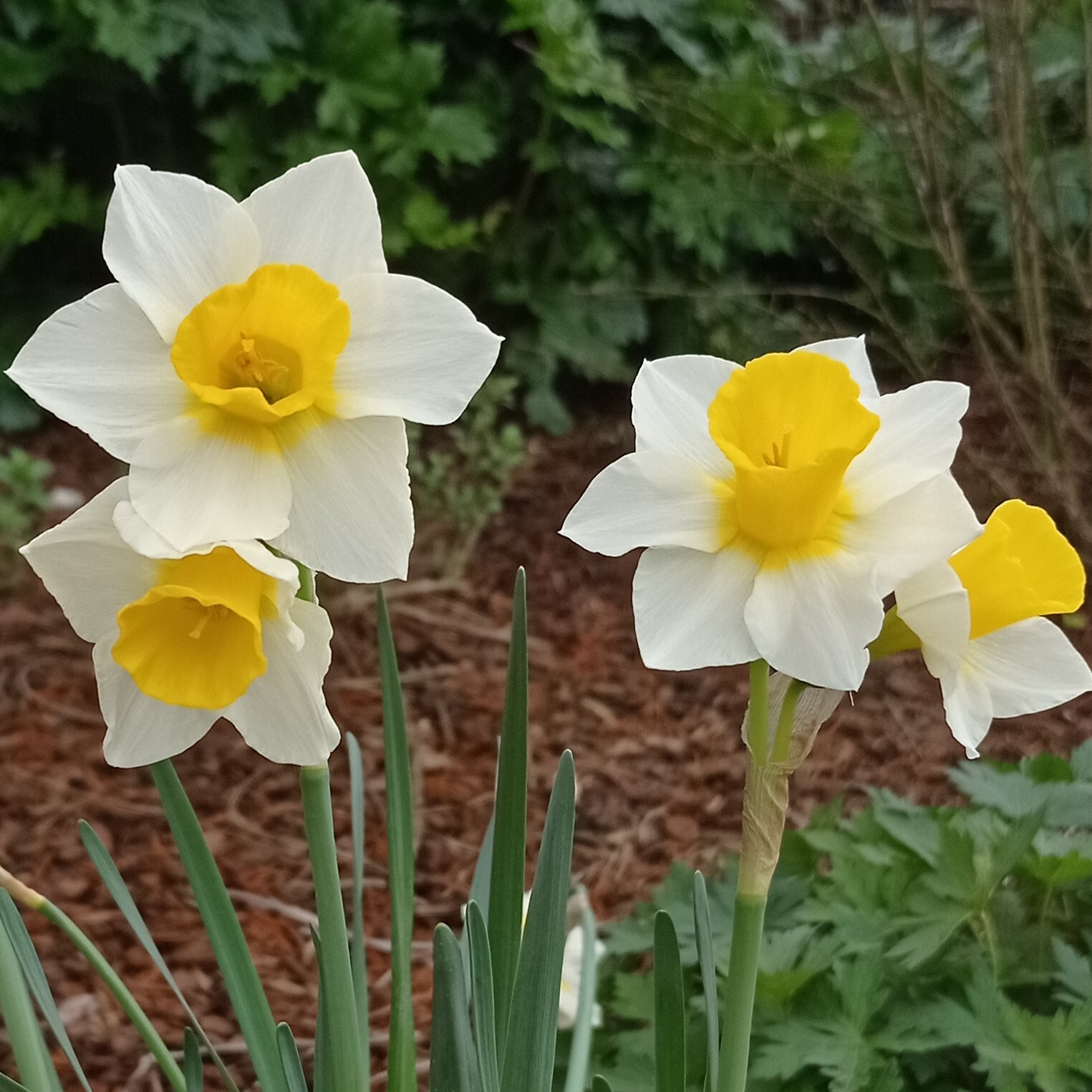 Jonquille des bois, jonquille odorante - Narcisse 'Golden Echo' - Bulbe