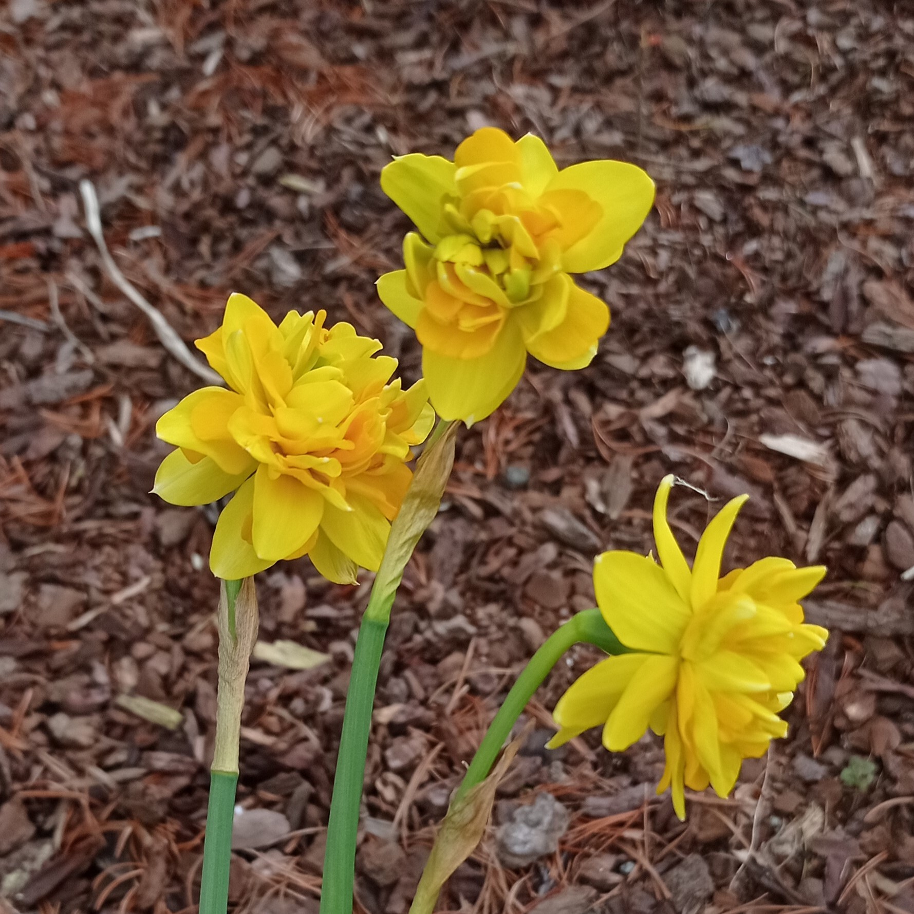 Narcisse - Narcisses double 'Tête bouclée' - Bulbe