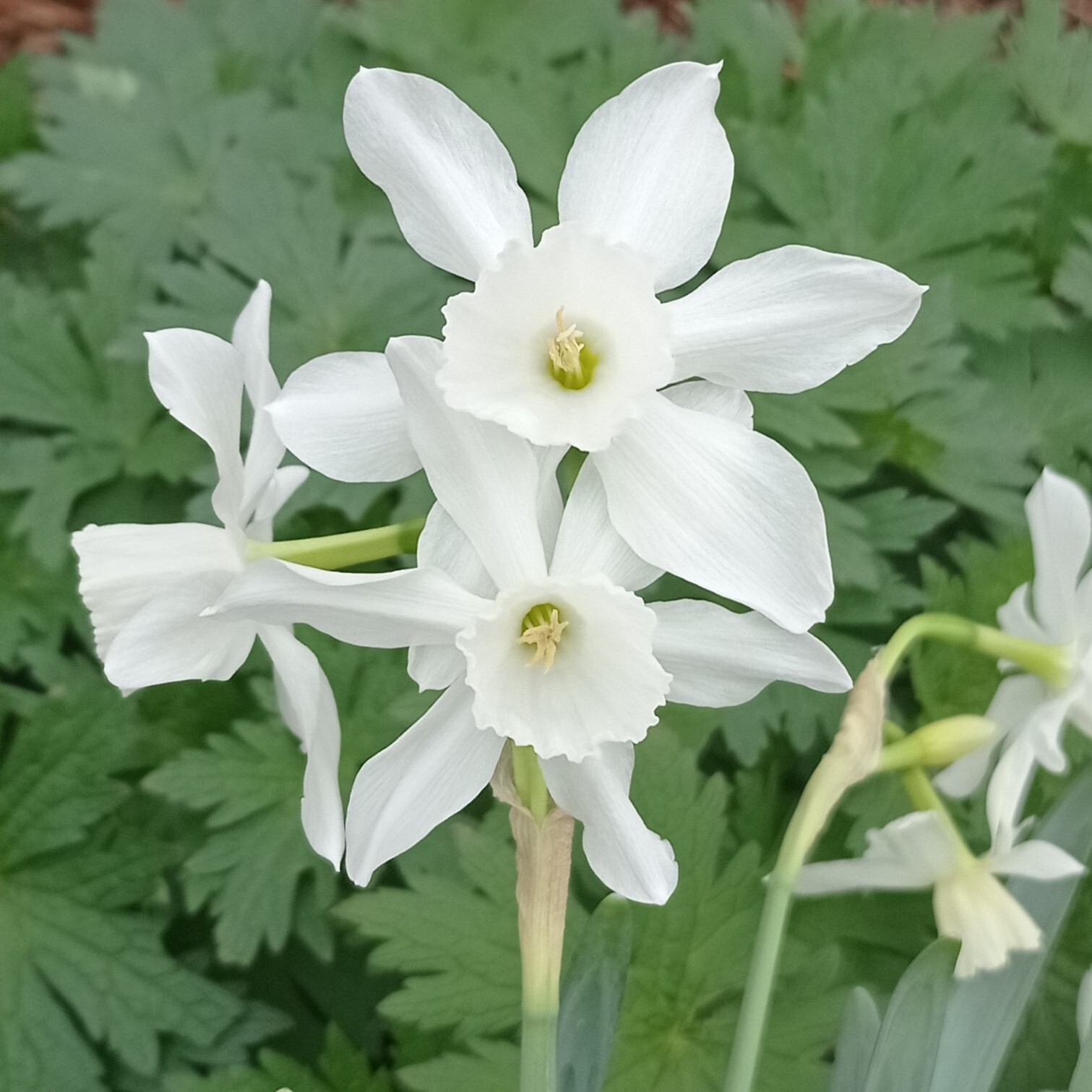 Narcisse - Narcisses triandrus 'Thalia' - Bulbe