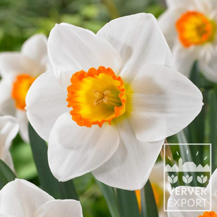 Narcisses - Narcisses Coupe Large 'April Queen' - Bulbe
