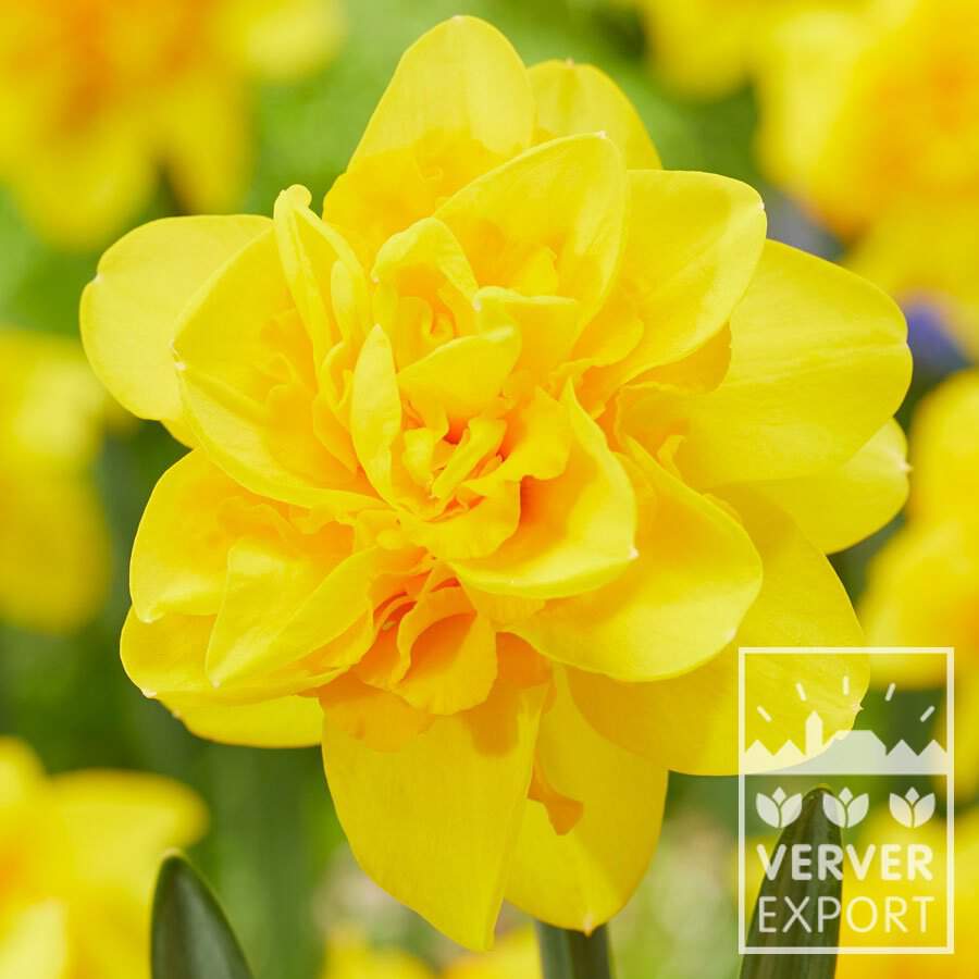 Narcisses - Narcisses Doubles 'Hart van Alkmaar' - Bulbe