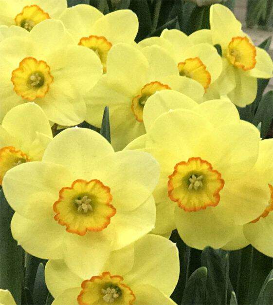Narcisse - Narcisses doubles 'Pacific Rim' - Bulbe