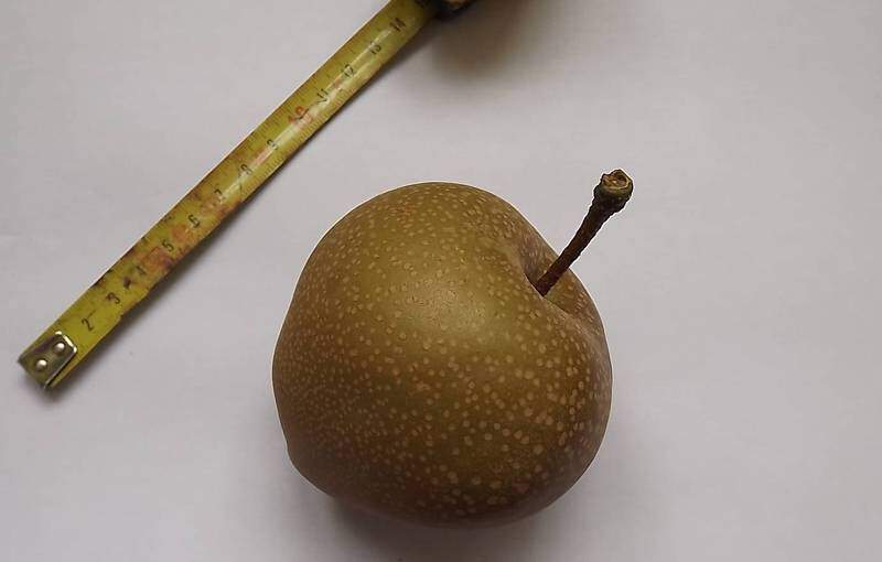 Pyrus pyrifolia - NASHI - Arbre fruitier