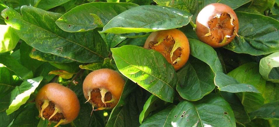 nefier-arbuste-fruit-comestible