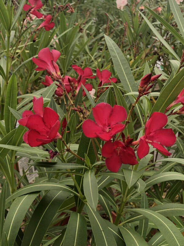 Laurier-rose à fleurs rouges - Nerium oleander