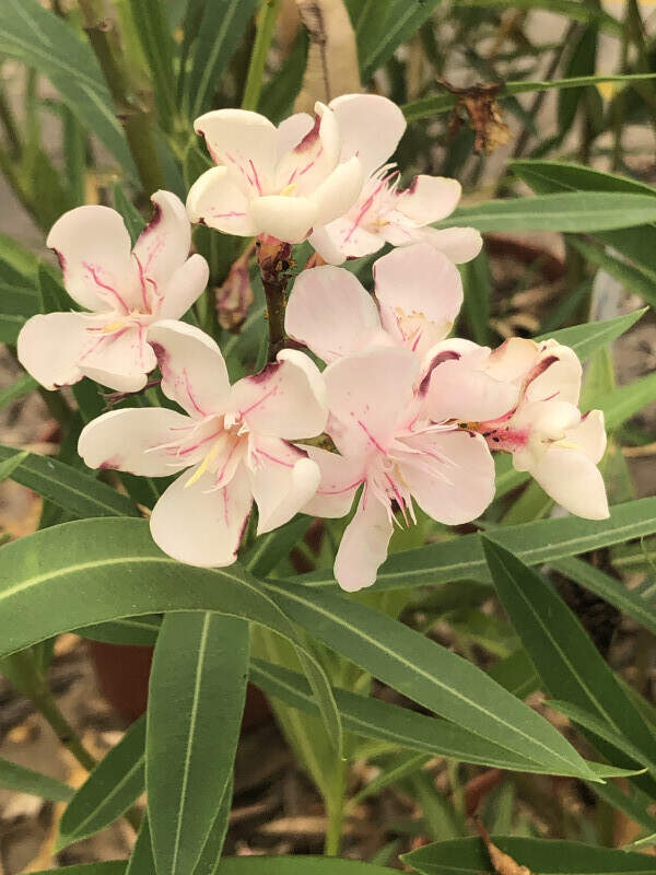 Laurier rose - NERIUM oleander 'Harriet Newding' - Arbuste