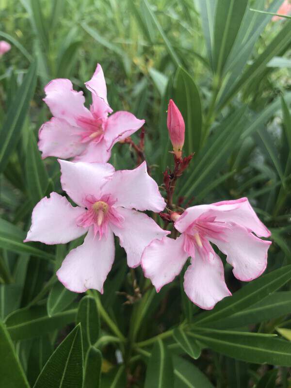 Laurier rose - NERIUM oleander 'Villa Romaine' - Arbuste