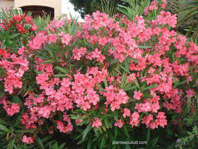 Laurier rose - NERIUM oleander Saumon simple - Arbuste