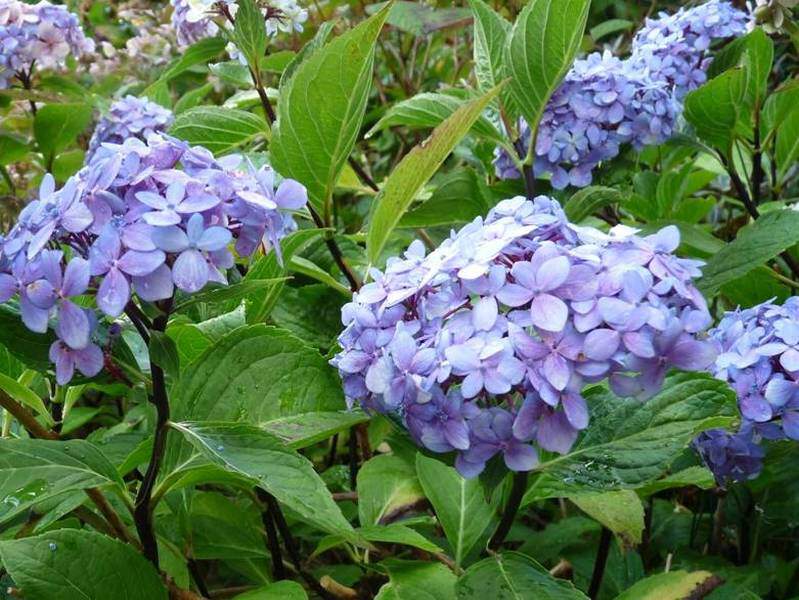 Hortensia - HYDRANGEA macrophylla 'Nigra' - Arbuste