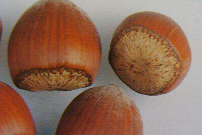 Corylus avellana - NOISETIER 'Segorbe' - Arbre fruitier