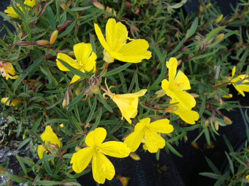 Oenothère, Onagre - OENOTHERA fruticosa 'Lemon Drop' - Vivace