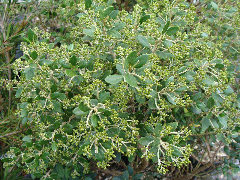 Olearia - OLEARIA haastii - Arbuste