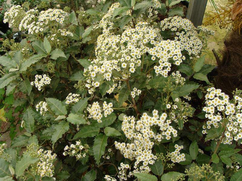 Olearia - OLEARIA macrodontha - Arbuste