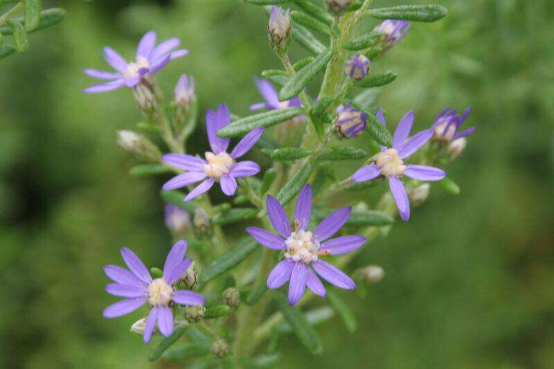 Olearia - OLEARIA ramulosa - Arbuste