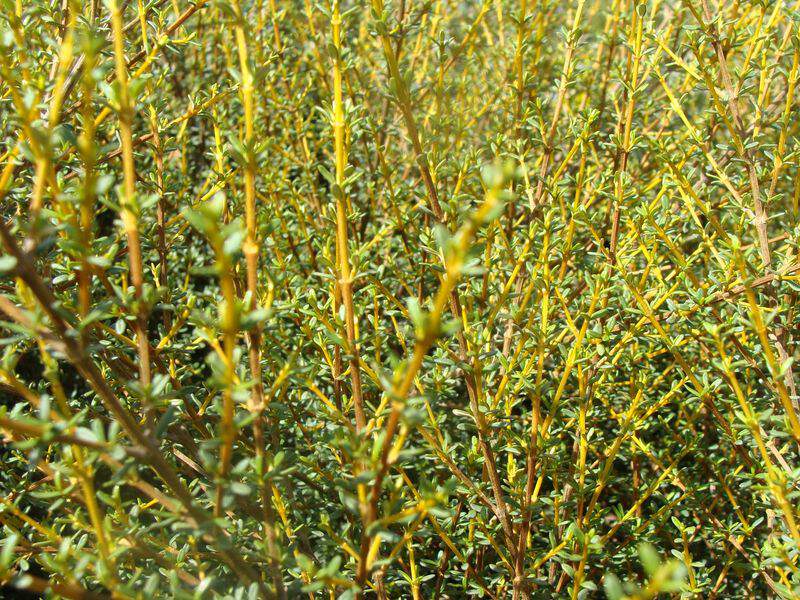 Aster en arbre - OLEARIA solandri 'Aurea' - Arbuste