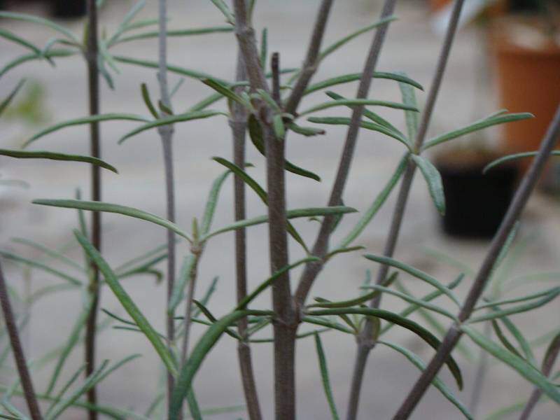 Olearia - OLEARIA virgata - Arbuste
