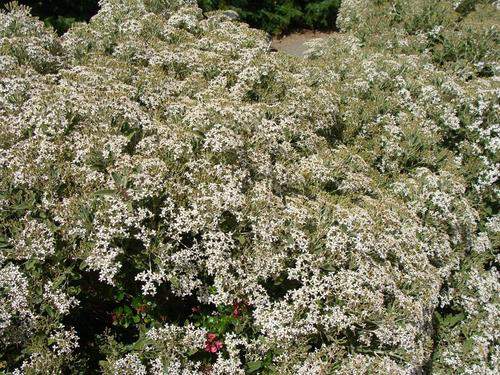 Olearia - OLEARIA waikariensis - Arbuste