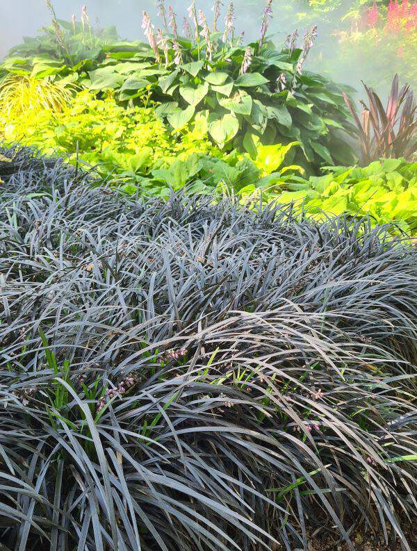 Herbes aux turquoises -noires - OPHIOPOGON planiscapus 'Nigrescens' - Graminées
