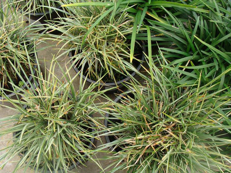 Herbes aux turquoises - OPHIOPOGON japonicus 'Albovariegata' - Graminées