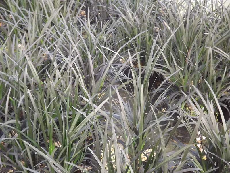Herbes aux turquoises -noires - OPHIOPOGON planiscarpus 'Nigrescens' - Graminées