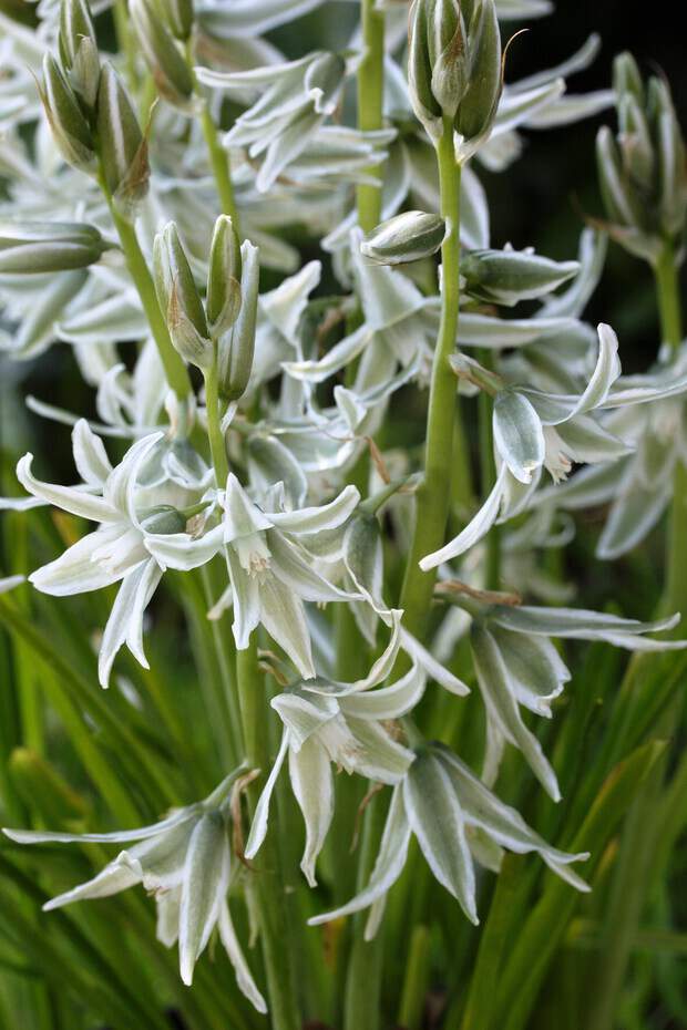 Etoile de Bethléen - ORNITHOGALUM nutans - Bulbe