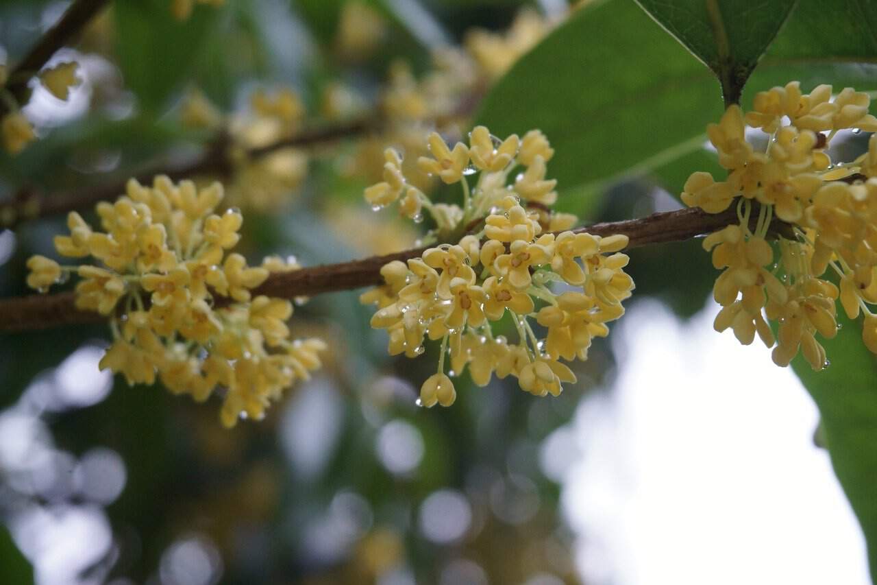 osmanthus