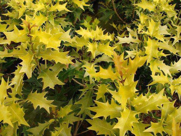 Osmanthe doré à feuille de houx - OSMANTHUS heterophyllus 'Aureus' - Arbuste