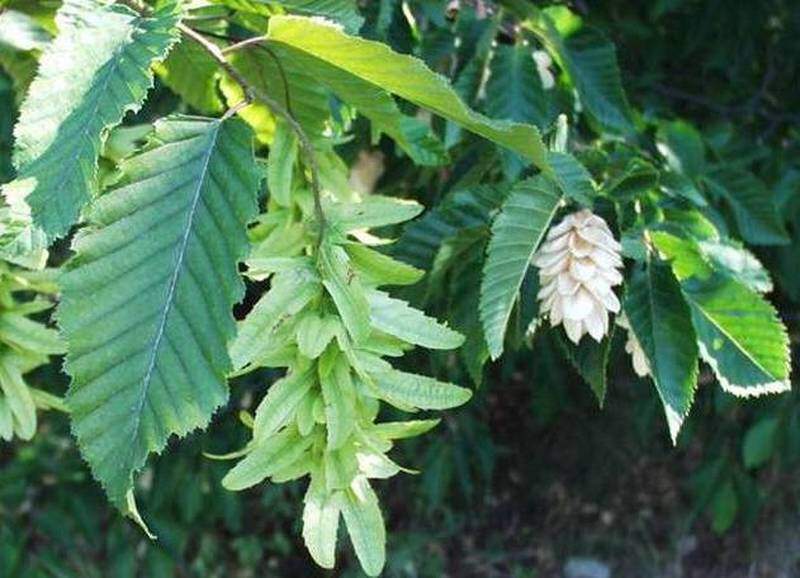 Charme houblon - OSTRYA carpinifolia - Arbre