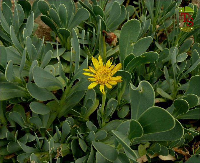Othonne à feuilles de Giroflée - OTHONNA cheirifolia - Arbuste