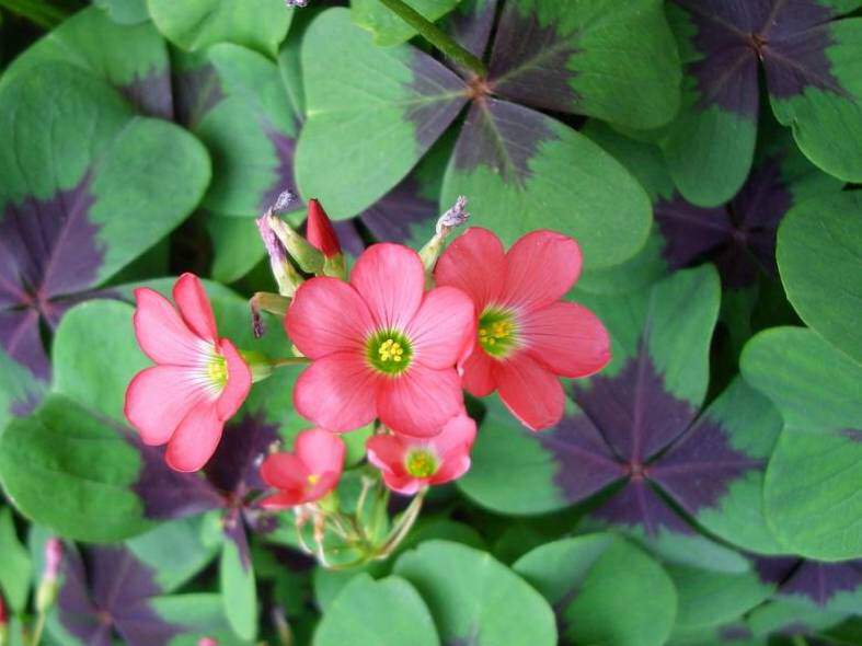 ou planter oxalis